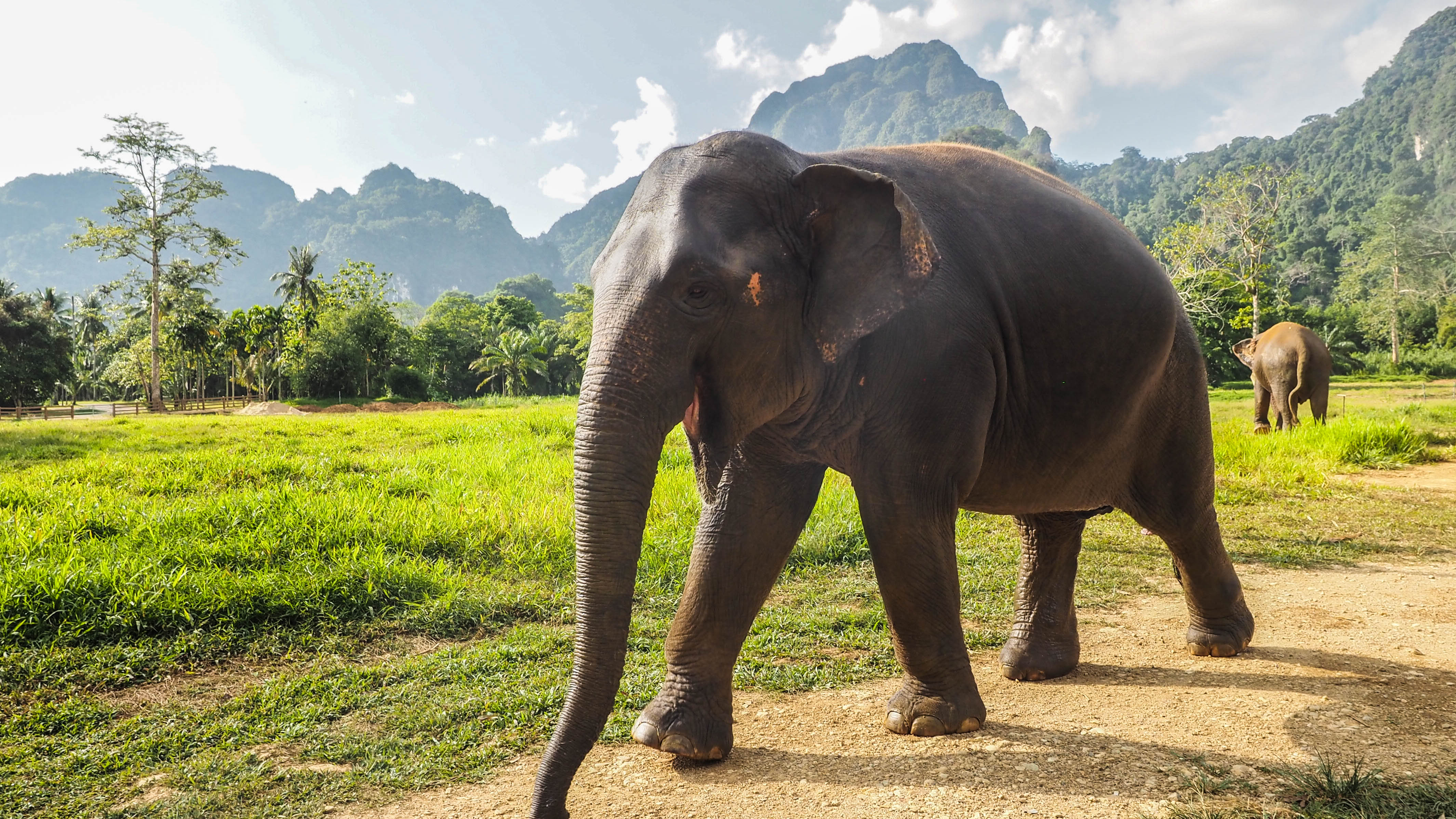 Tips To Help You Find Ethical Businesses To Visit Elephants In Thailand